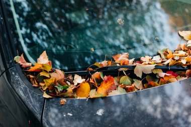 Parlak renkli sonbahar yaprakları açık mavi gökyüzünün altında bir arabanın ön camında toplanıyor ve düşüşün güzelliğini gösteriyor..