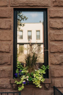 Renkli bitkiler ve çiçekler, güneşli bir günde şehrin kumtaşından bir penceresini aydınlatır..