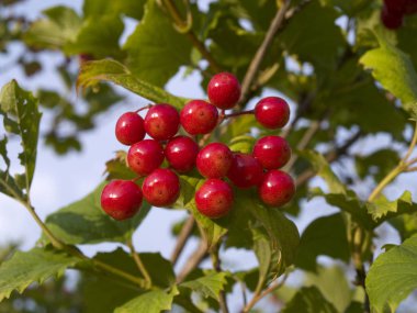 Kartopu çiçeği meyveleri demet
