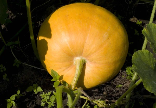 Kabak üzerinde bir sebze yama