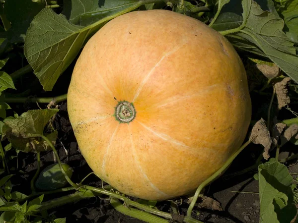 Pumpkin on a a vegetable patch