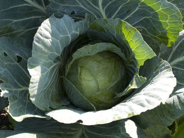 Cabbage on a a vegetable patch