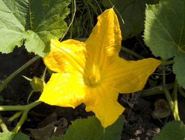 Bir sebze yama üzerinde kabak çiçeği