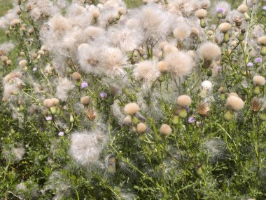 Kabarık sürünen thistle kafasına