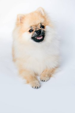 Pomeranian beyaz bir arka plan üzerinde görünüyor