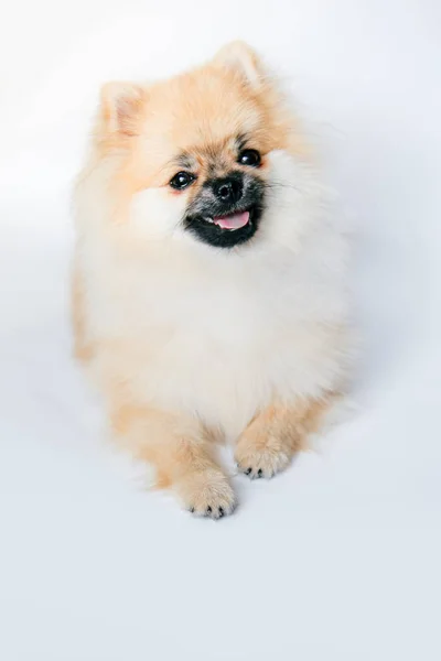 Pomeranian Vit Bakgrund Tittar Upp — Stockfoto