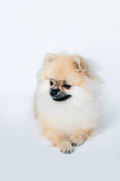 Pomeranian Beyaz Bir Arka Plan Üzerinde Aşağı Bakar — Stok fotoğraf