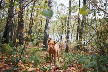 ormanda kırmızı renk sokak köpeği çerçeve içine bakar