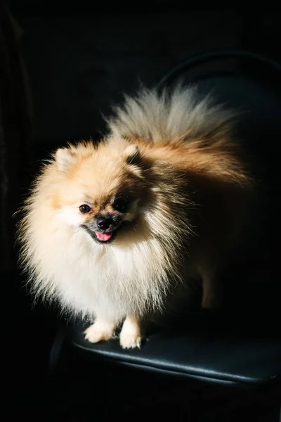 Divertente soffice arancio pomerania spitz cane sorridente isolato su uno sfondo nero scuro . — Foto Stock