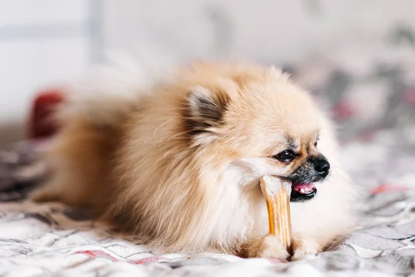 Niemiecki Pomorski pies Spitz z przysmakiem, myje zęby, gryzie kość. szkolenie i promocja zwierzęcia. Plakat, okładka, reklama. higiena i zapobieganie poceniu się. — Zdjęcie stockowe
