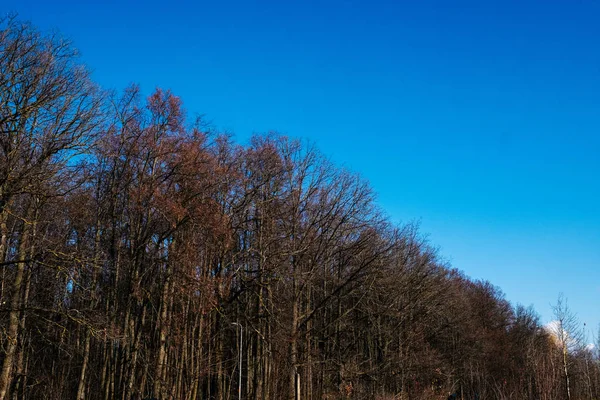 Straße im Wald mit ängstlichem Schütteln — Stockfoto