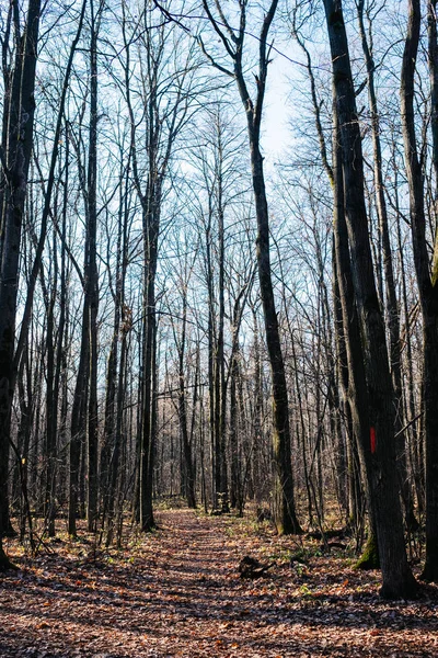 Korkulu yağmurlarla dolu ormanda yol