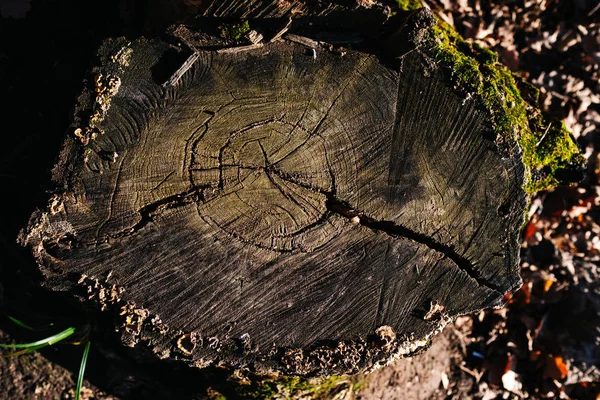 Baumstumpf im Waldblick — Stockfoto