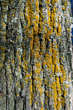 Yerdeki bir ormandaki yaşlı bir ağacın dokusu