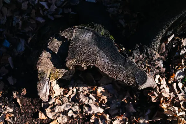 Baumstumpf im Waldblick — Stockfoto