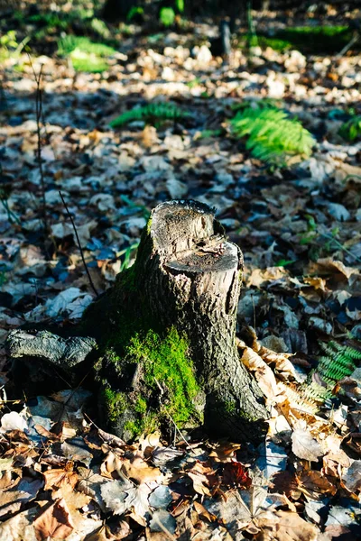 Baumstumpf im Waldblick — Stockfoto