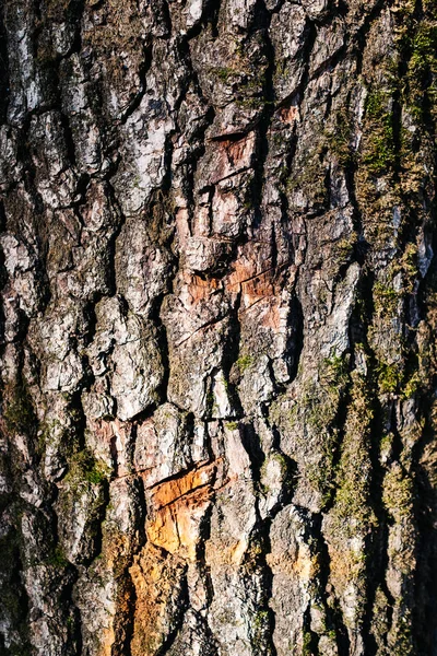 Texture of an old tree in a forest on the ground — Stock Photo, Image