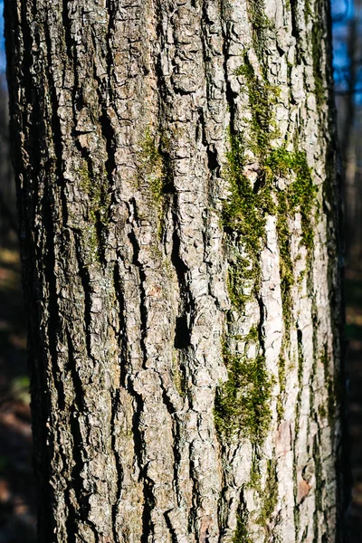 Textur eines alten Baumes im Wald auf dem Boden — Stockfoto