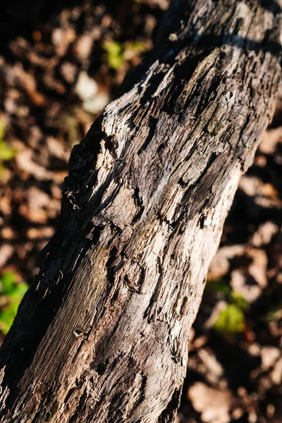 Holzstruktur aus altem Holz — Stockfoto