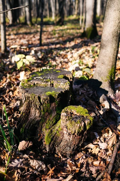 Baumstumpf im Waldblick — Stockfoto