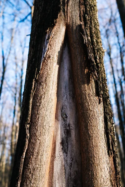 Holzstruktur aus altem Holz — Stockfoto