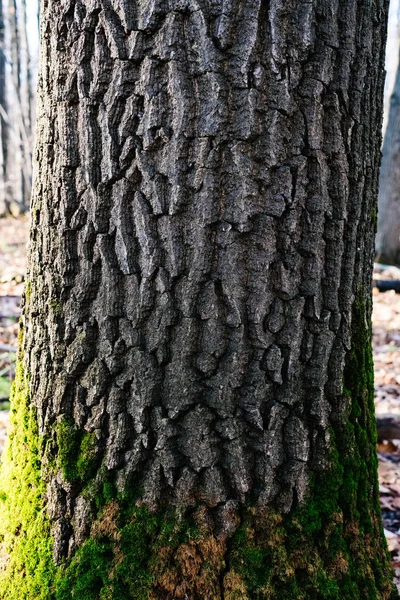 Tekstura starego drzewa w lesie na ziemi — Zdjęcie stockowe