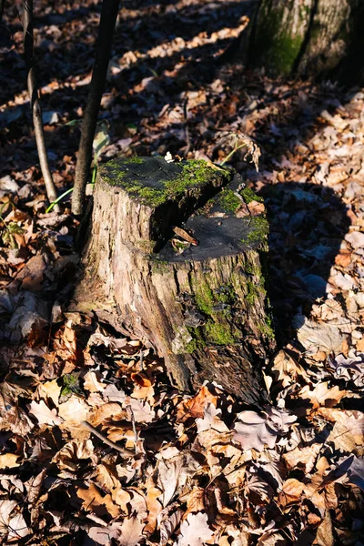 Baumstumpf im Waldblick — Stockfoto