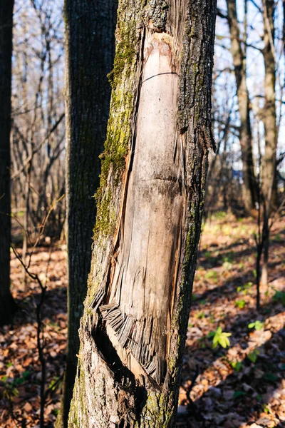 Textur eines alten Baumes im Wald auf dem Boden — Stockfoto