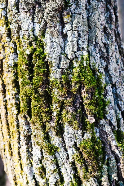 Tekstura starego drzewa w lesie na ziemi — Zdjęcie stockowe