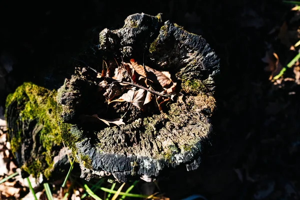 Baumstumpf im Waldblick — Stockfoto