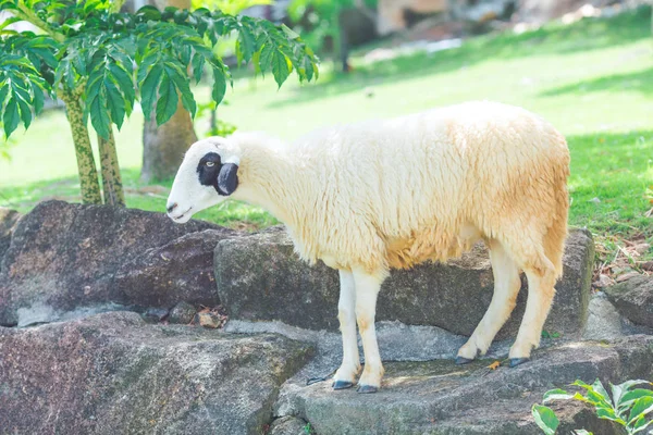 Weiße Schafe Stehen Auf Einem Felsen Einem Bauernhof — Stockfoto