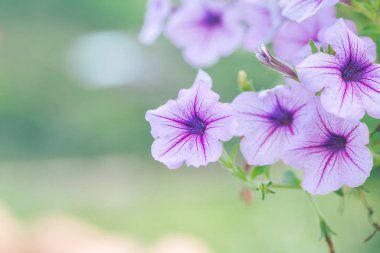 Petunya bulanık arka planlar bir buket mor.
