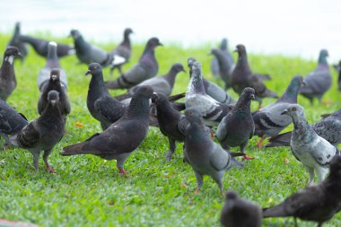 Birkaç güvercin çimenlerin üzerinde yürüyüş.