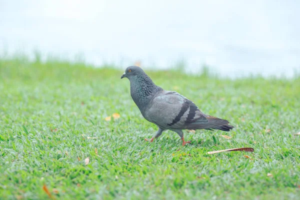 Taube Läuft Auf Dem Rasen — Stockfoto