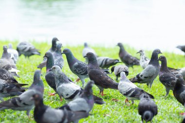 Birkaç güvercin çimenlerin üzerinde yürüyüş.