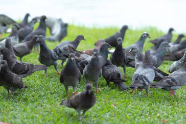 Birkaç güvercin çimenlerin üzerinde yürüyüş.
