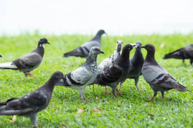 Birkaç güvercin çimenlerin üzerinde yürüyüş.