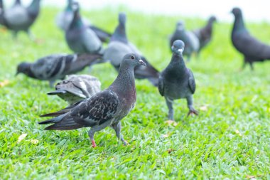 Birkaç güvercin çimenlerin üzerinde yürüyüş.