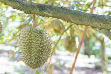 Taze durian meyve bahçedeki ağaca, Durians meyve kralısın