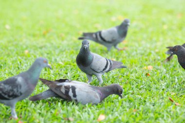 Birkaç güvercin çimenlerin üzerinde yürüyüş.