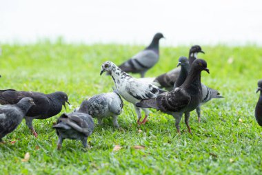 Birkaç güvercin çimenlerin üzerinde yürüyüş.