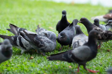 Birkaç güvercin çimenlerin üzerinde yürüyüş.