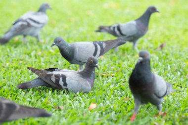 Çimenlerin üzerine oturmuş güvercinleri.