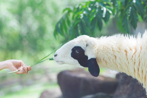 Sheep Eating Food Hands — Stock Photo, Image