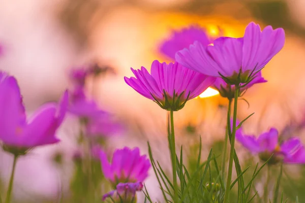 Pink cosmos flowers at sunset, soft focus