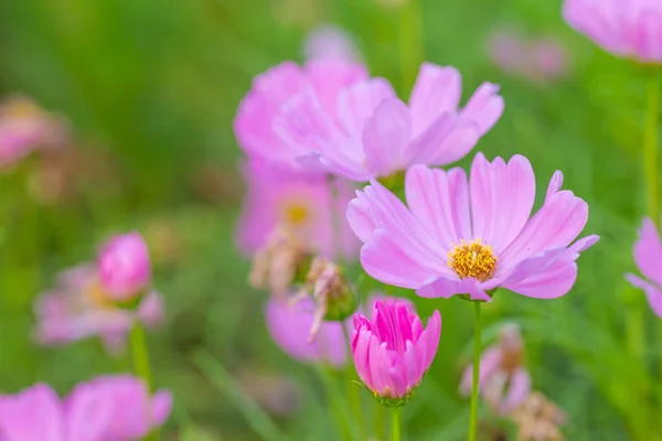 Pink Cosmos Flowers Soft Focus — Stock Photo, Image