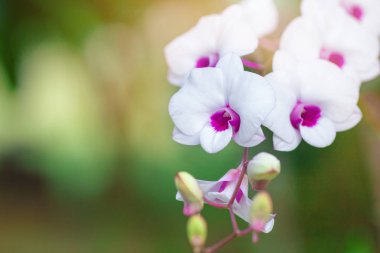 Doğal arka planı olan güzel bir orkide çiçeği..