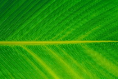 Arkaplan resmi için doğa yeşil muz yaprağı dokusu