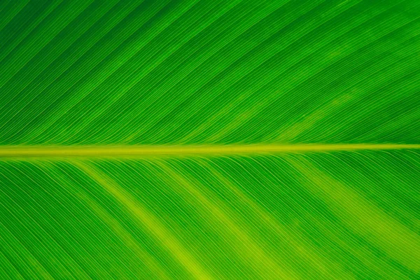 Nature green banana leaf texture for background image