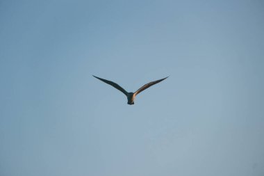 Larus akşamları denizin üzerinde uçuyor.